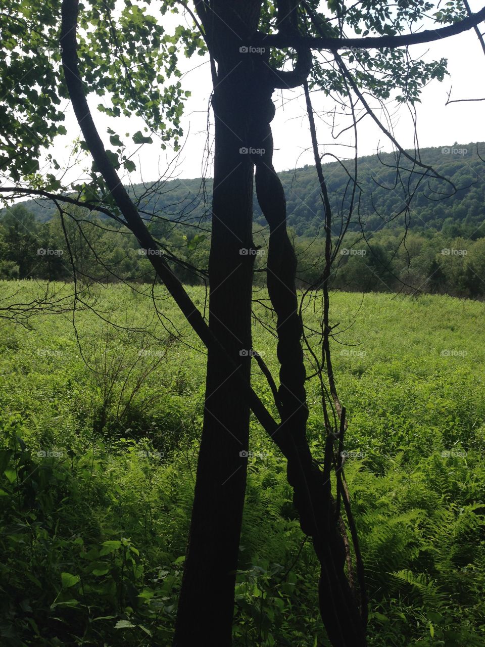 Twisted tree branch on a hike 