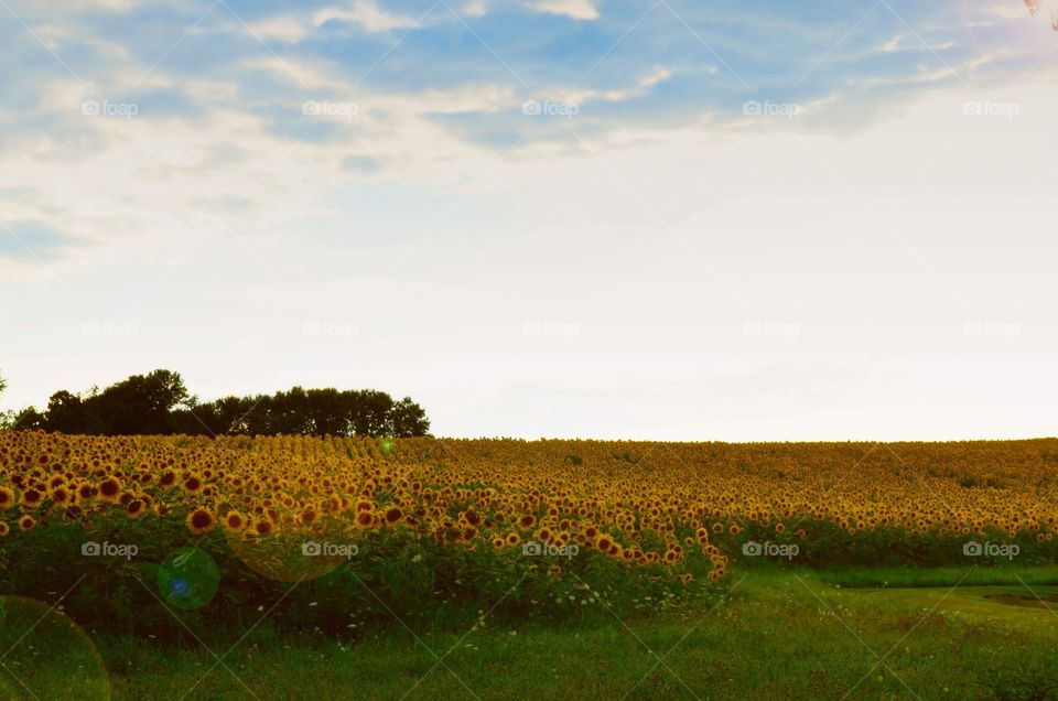 Take the Nostalgic Way Home (Series)