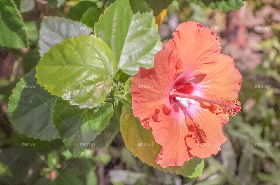Hawaii flower