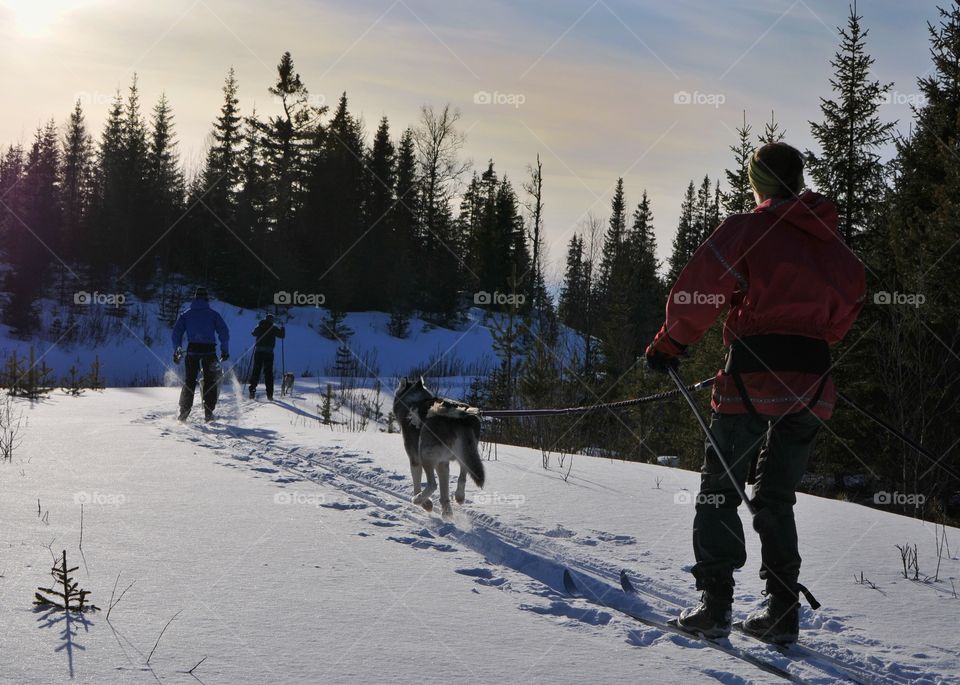 Skiing with dogs