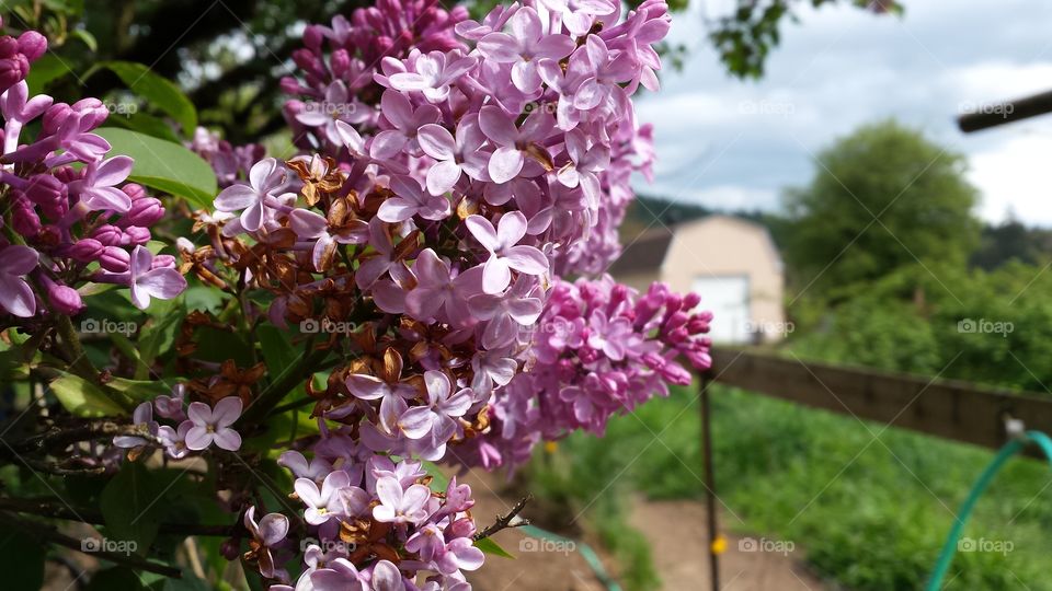 Spring lilacs blooming on the farm.