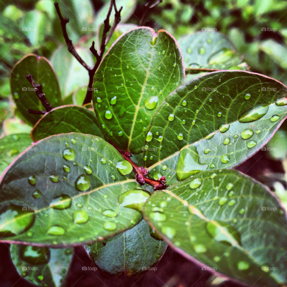 water droplets on a plant.