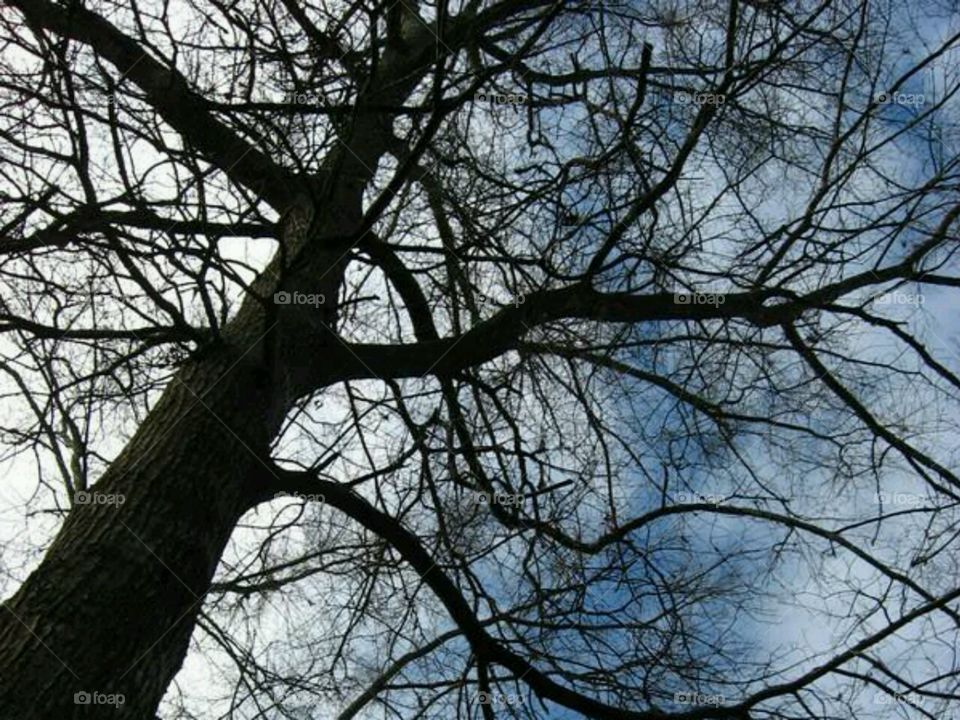 Tree Branches