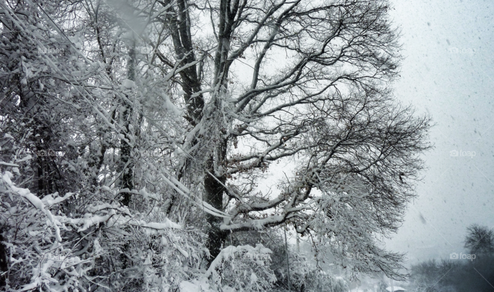 snow winter white tree by carthe