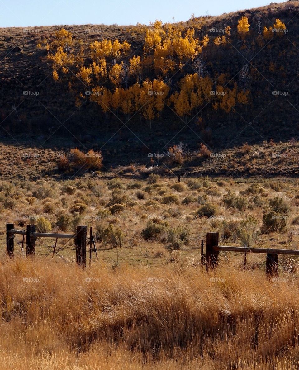 Fall Trees