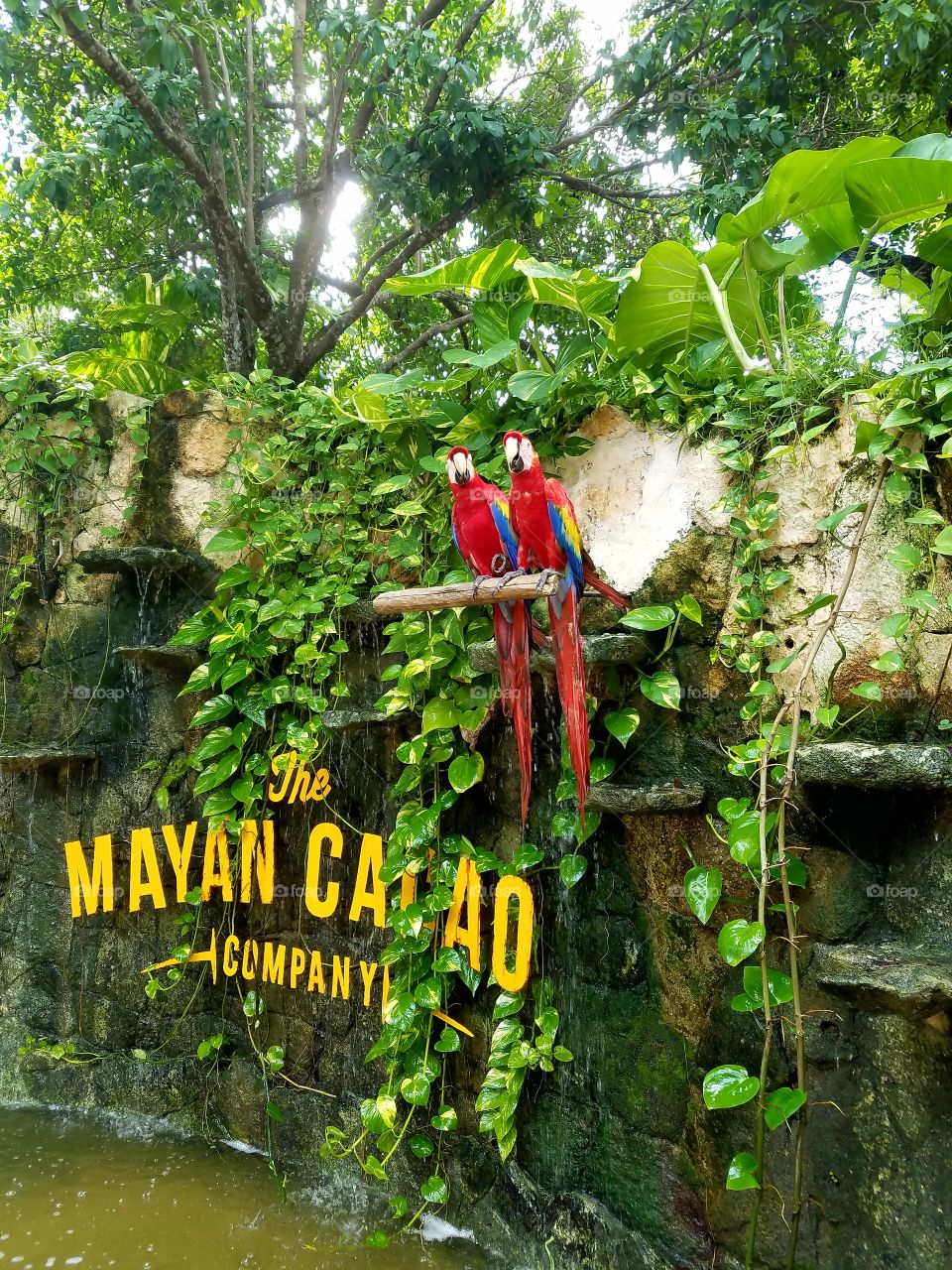 The Mayan Cacao
