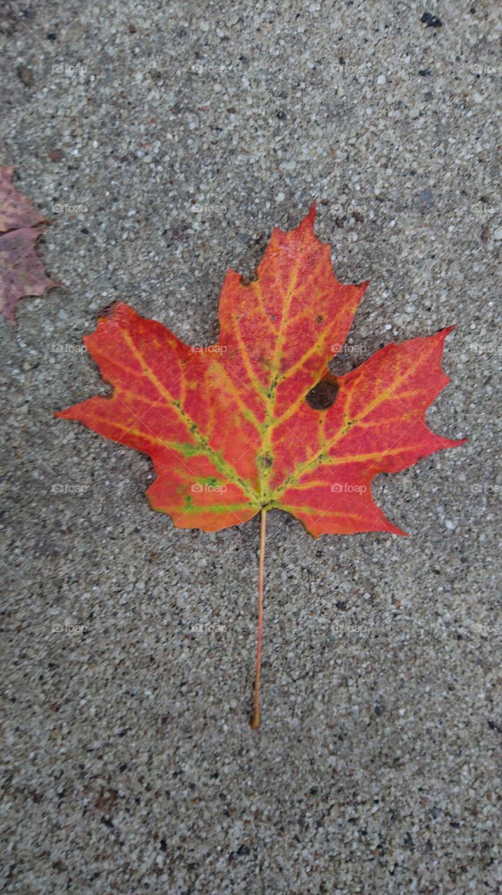 Leaf, Fall, No Person, Maple, Nature