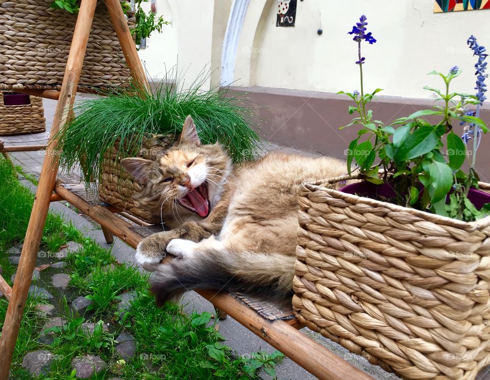 Basket, Domestic, Nature, Cute, Young