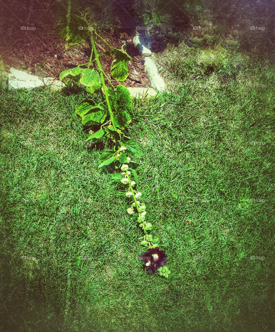 Flowers on the Ground