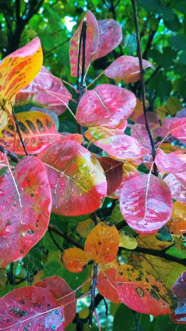 Beautiful autumn
