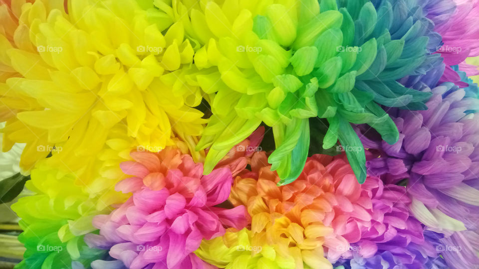 Chrysanthemum Rainbow