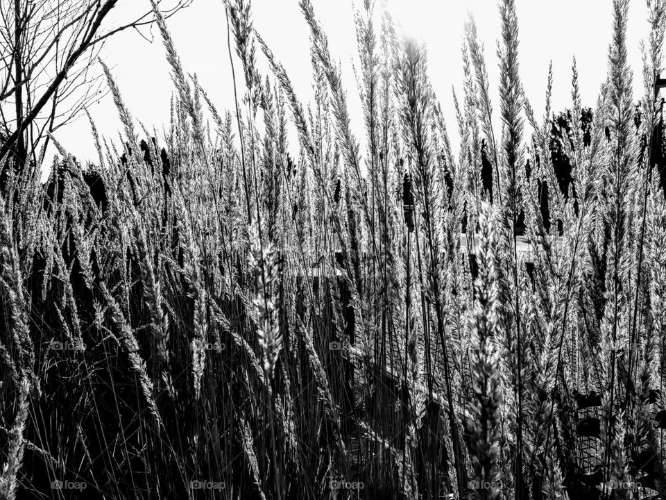 winter grass