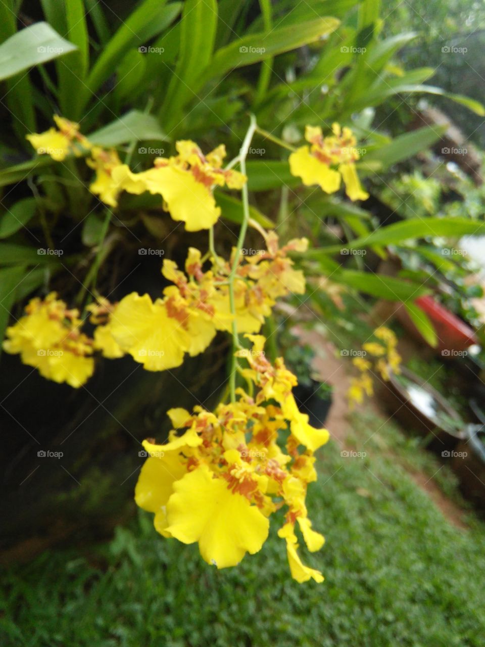 kandyan dance flower of sri lankan natural photos