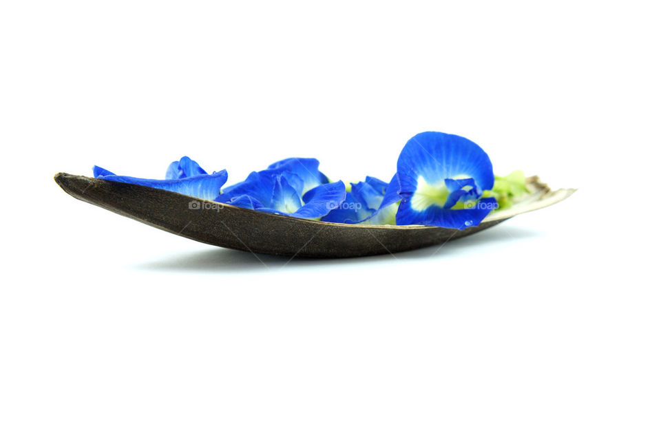 flower blue blossom boat by kbuntu