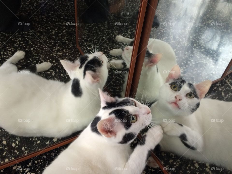 Reflation of cat in mirror