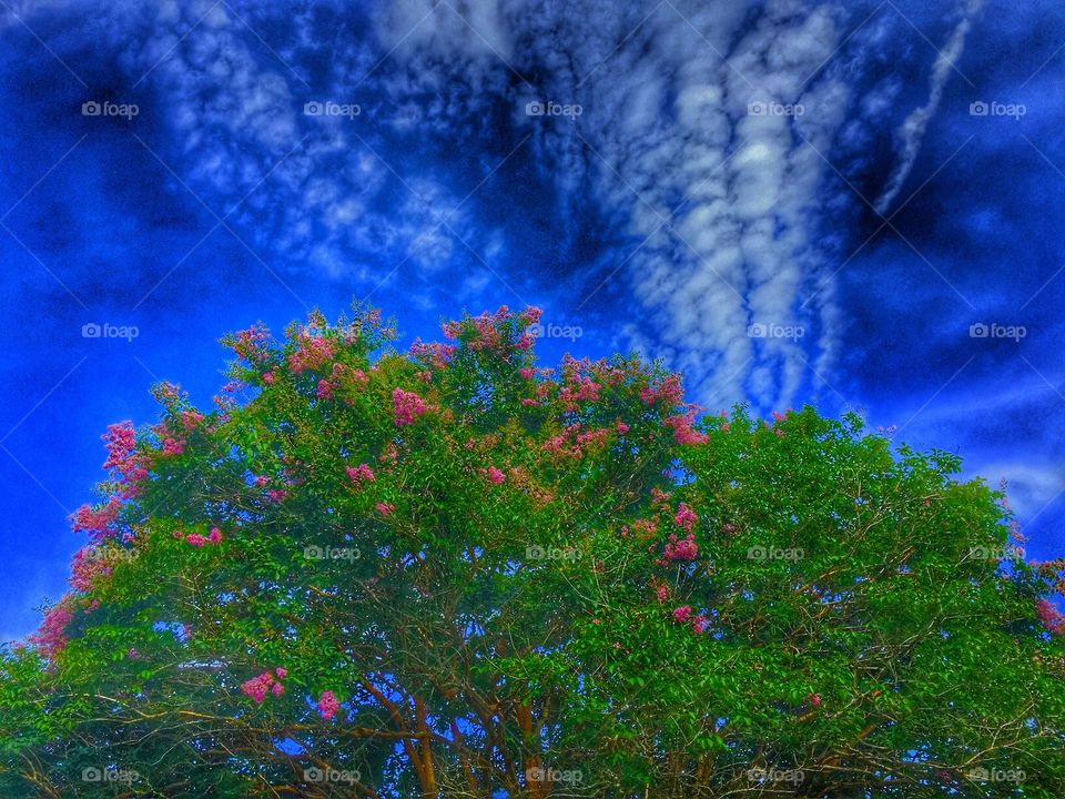 Crape myrtle . This giant crape myrtle is growing at the edge of Jolly Bay