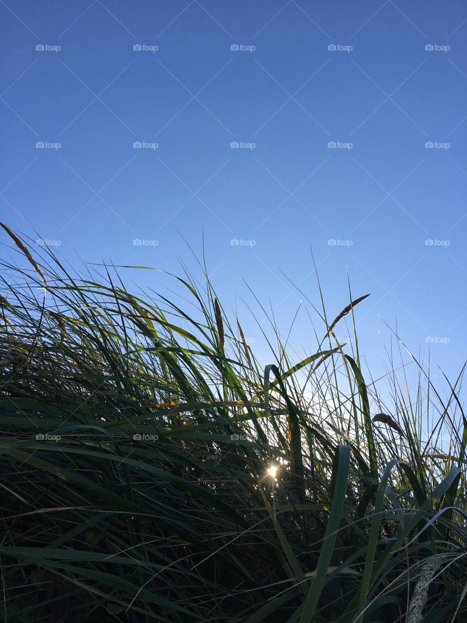 Afternoon beach grass 