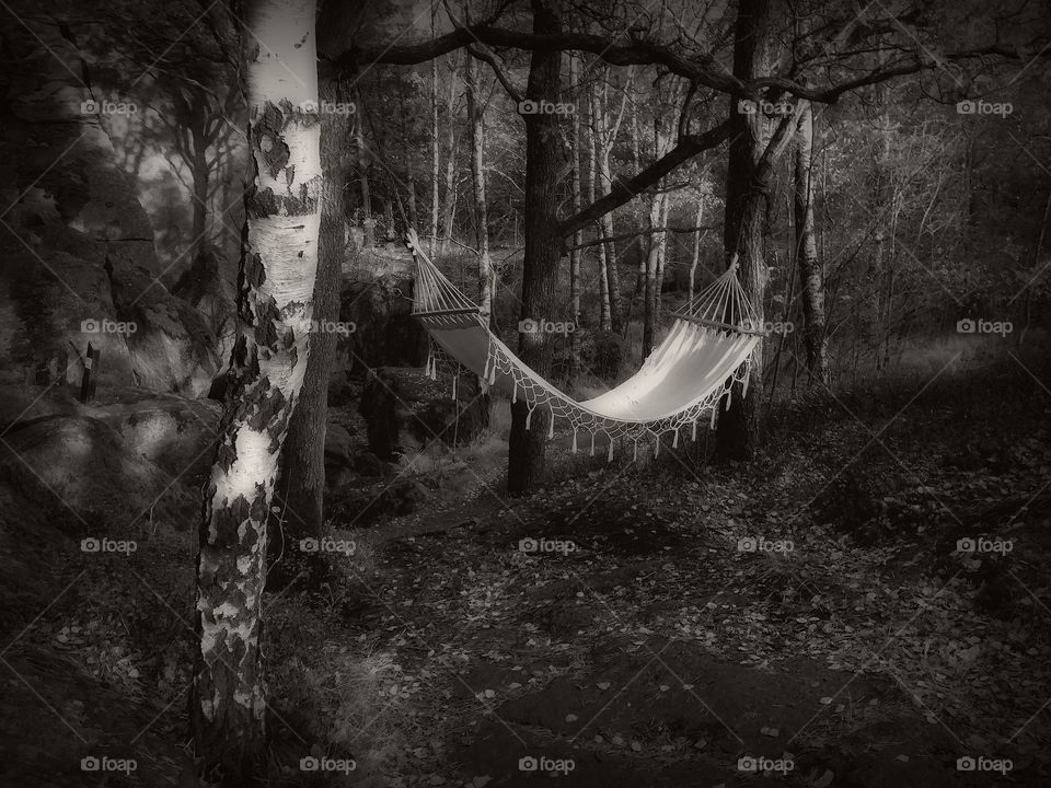 Enchanted forest 2. A hammock mysteriously left swinging among birches and gargantuan rocks and illuminated by the very last ray of sunshine