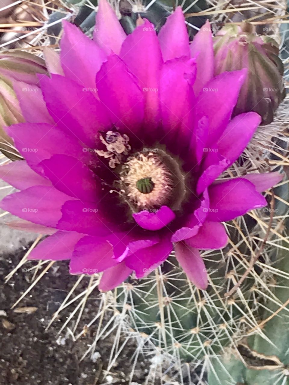 Desert flower with a little bee.   
