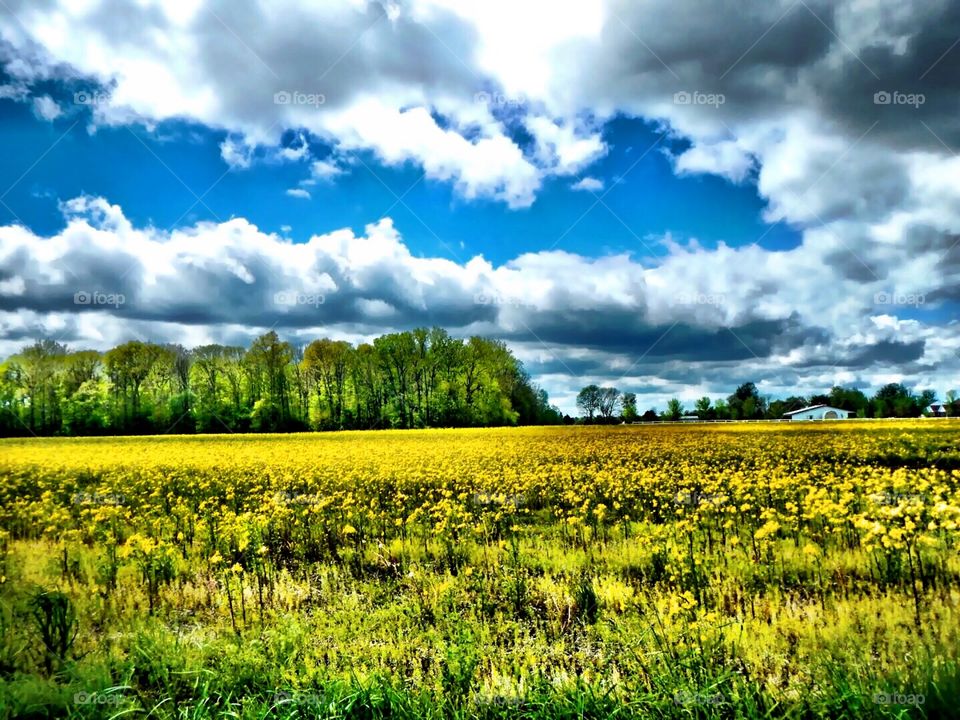 Spring field view. 