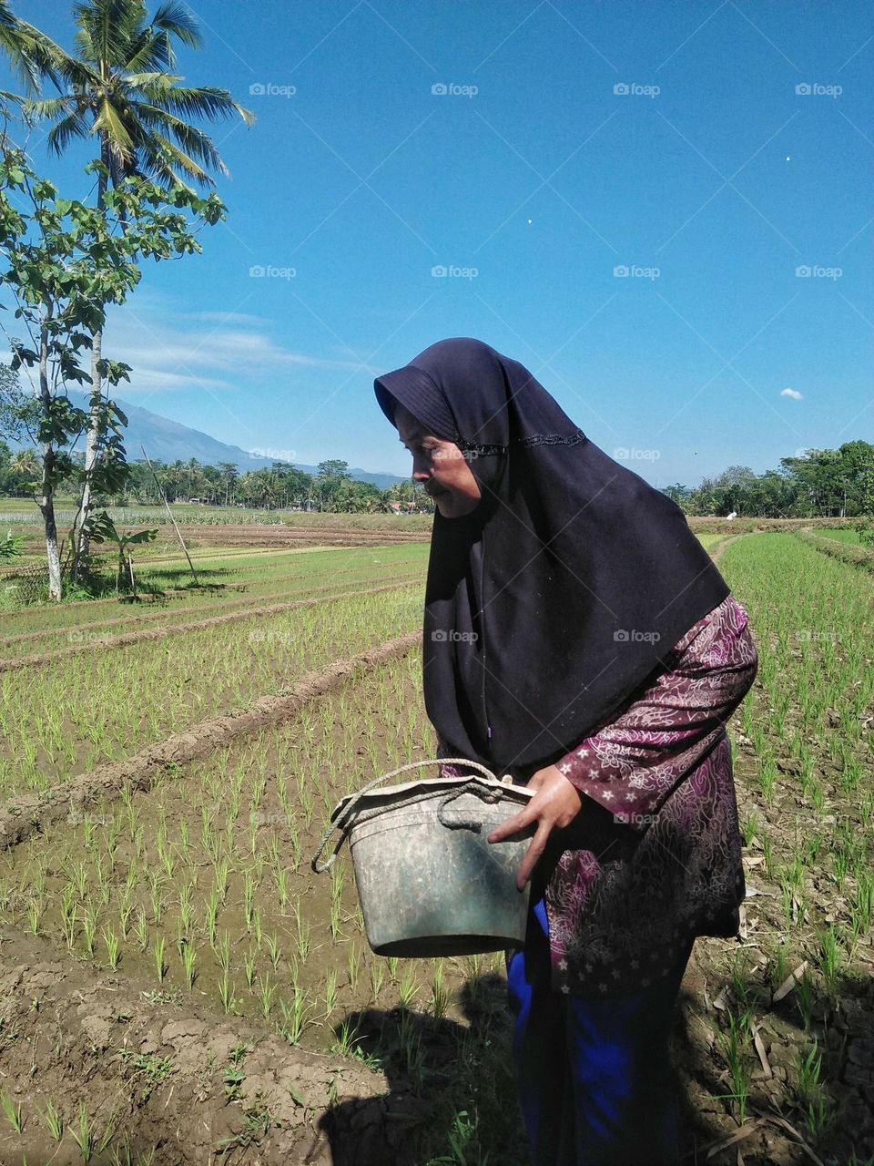 Mother is fertilizing rice plants in the rice field.