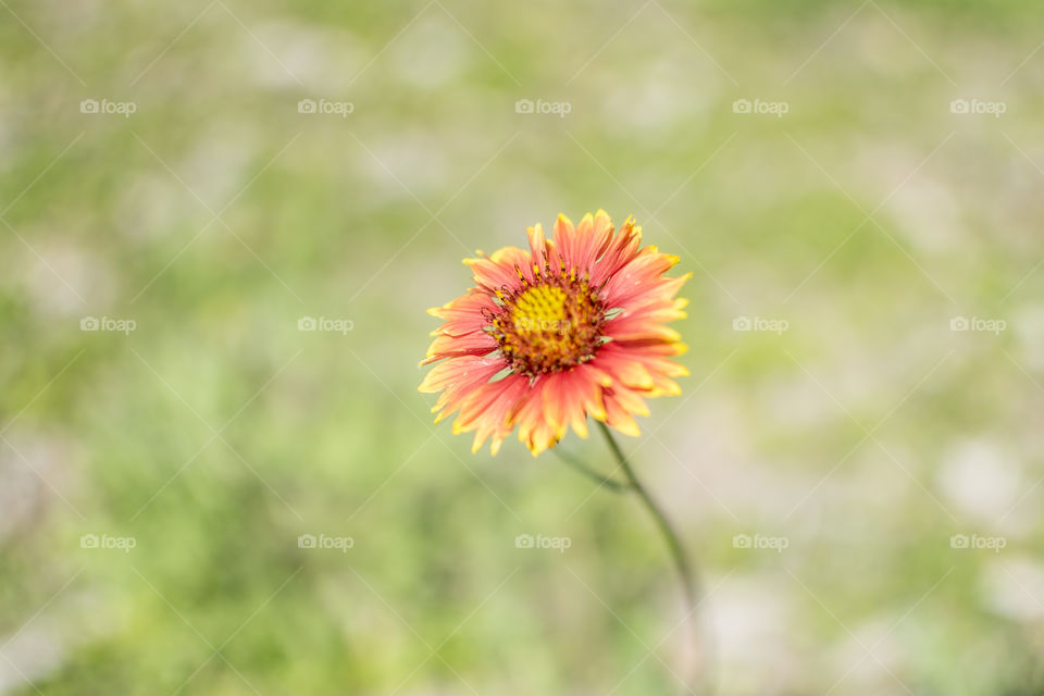 Close up of an Indian blanket wildflower in the springtime. 