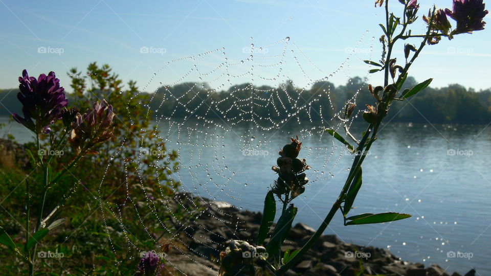 Sonne hinterm Spinnennetz
