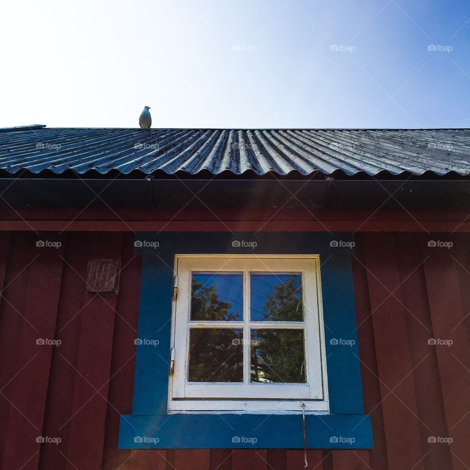 Bird on roof