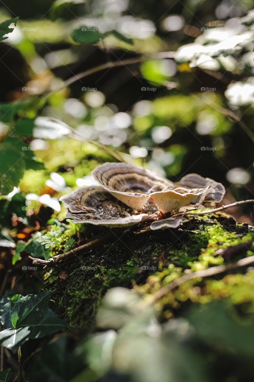 mystical, beautiful, colorful, edible and poisonous mushrooms growing. in the forest, located near the river, hidden under leaves and in the bark of trees. beauty of nature