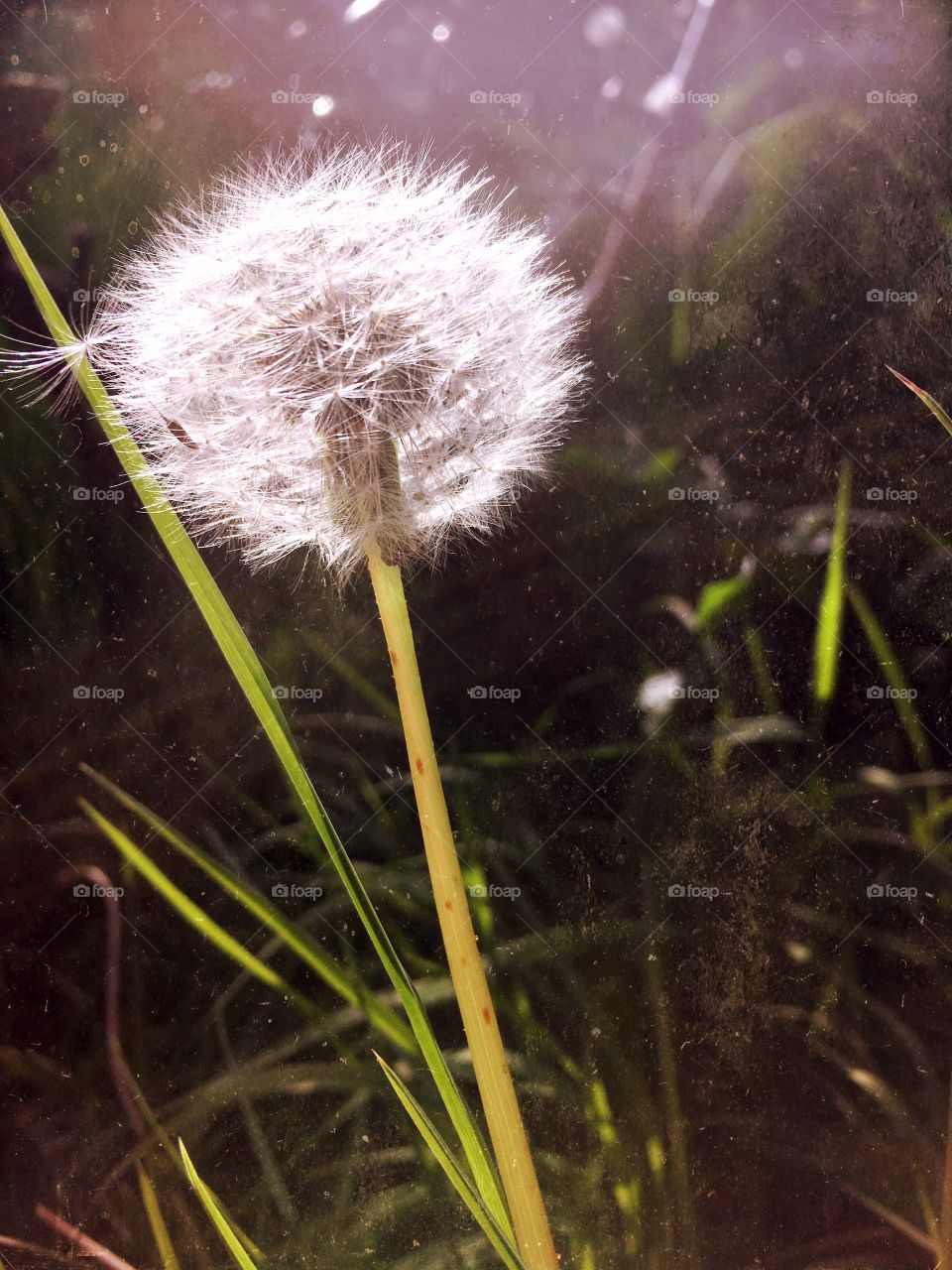 Dandelion 