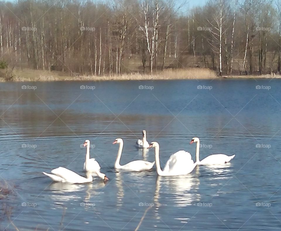 Swan, Lake, Bird, Water, Reflection