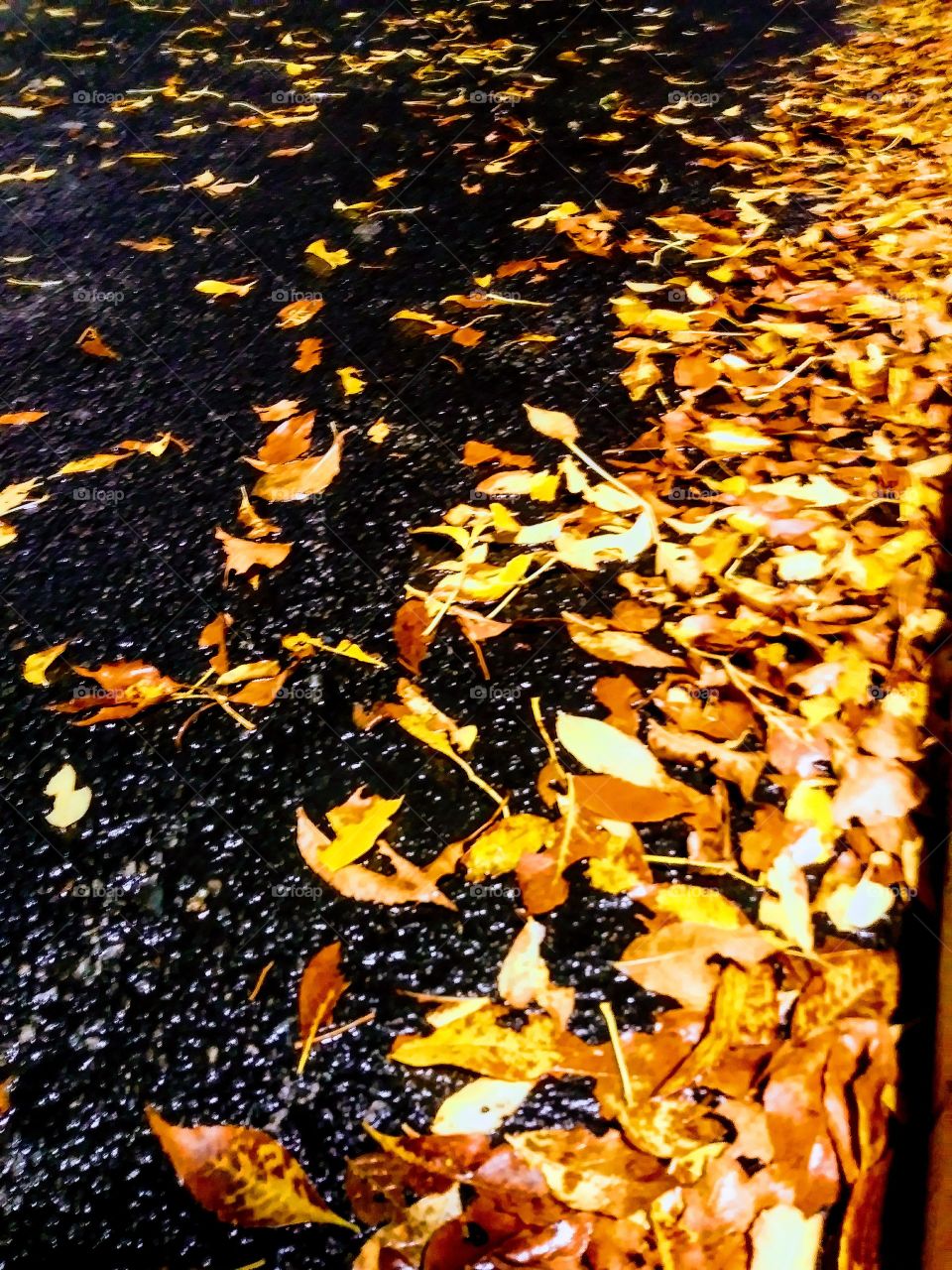 Autumn Rain Reflections