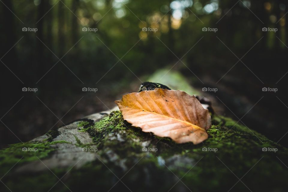 brownish Orange leaf sitting on a log in the forest/woods