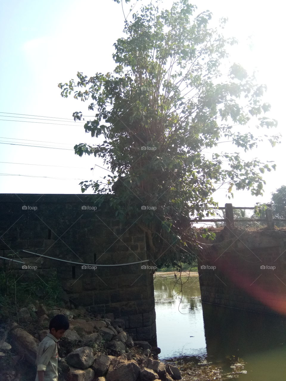 Tree on bridge