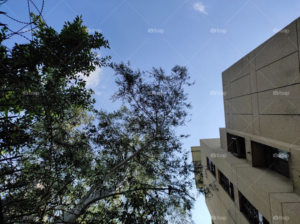 View of a building with tree beside from down angle
