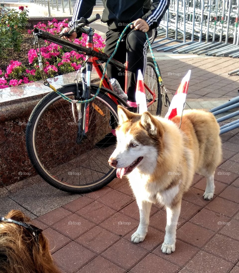 men on a bike and dog pet with national Belarusian flags, street view