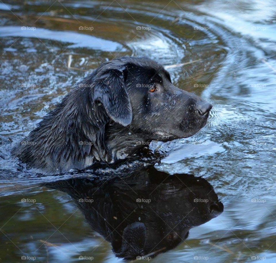 water dog