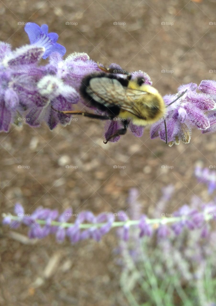 Collecting honey from the last flowers of Summer