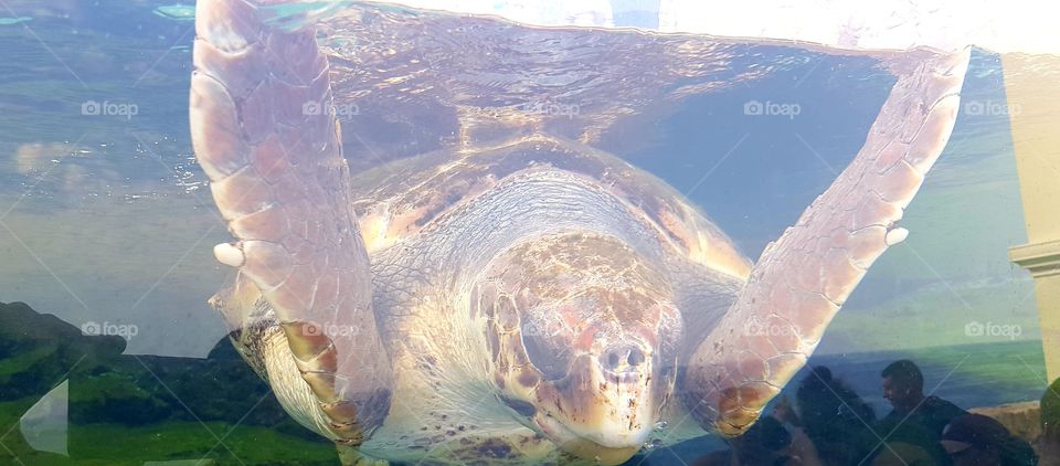 Musée Océanographique de Monaco