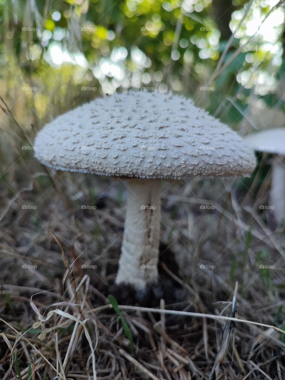 Saproamanita vittadinii mushroom close up