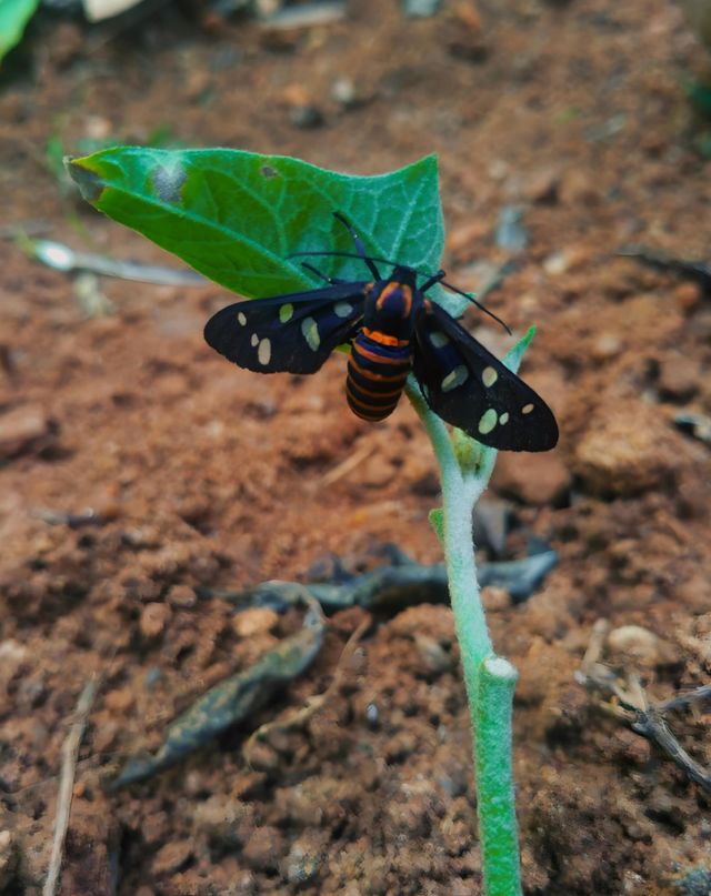 fly insect