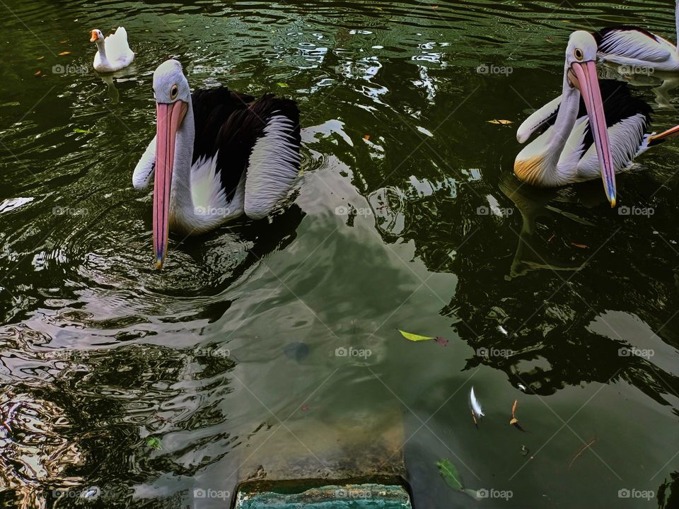 The great white pelican (Pelecanus onocrotalus) aka the eastern white pelican, rosy pelican or white pelican. A group of pelicans finding and waiting for food from visitors in the zoo.