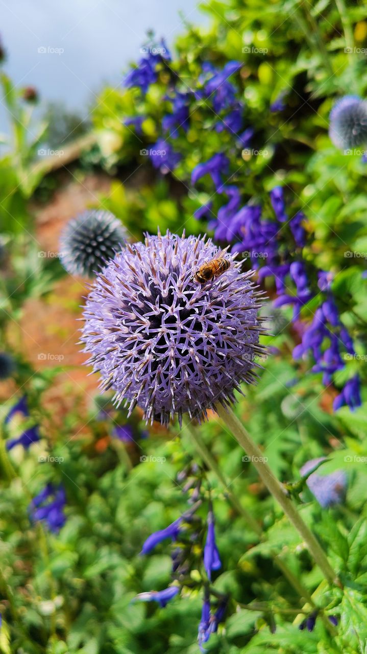 Liliac thistle flower with a bee hovering around pollinating