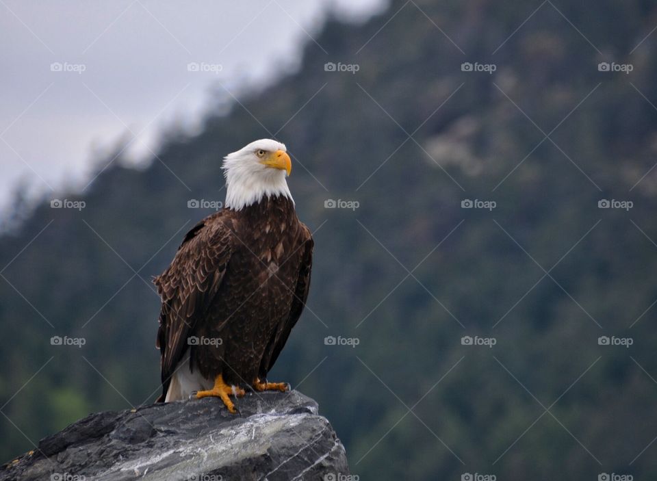 Majestic bald eagle