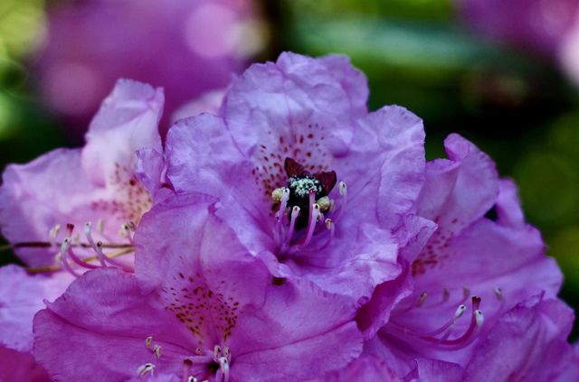 Bees bum covered on pollen