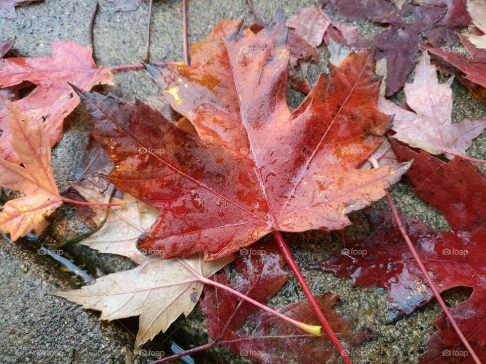 Red maple leaf 