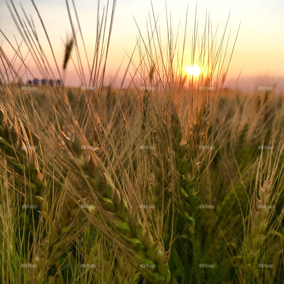 Saskatchewan harvest 