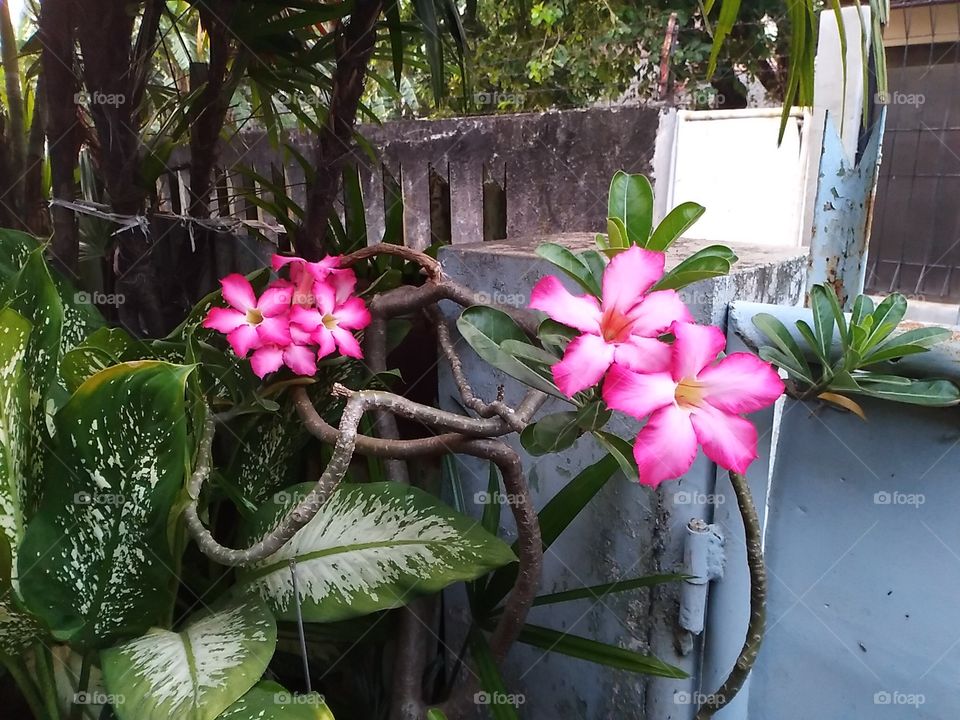 Blossomed Kamboja Flower