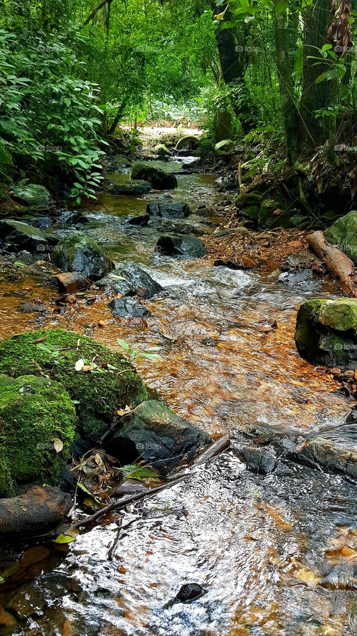 serra do japi - Brazil (forest)
