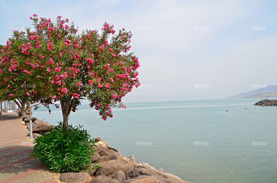 Pink flowers tree near sea